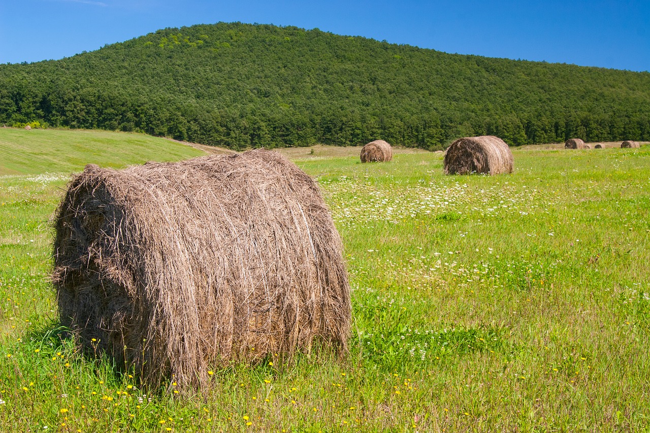 green  roll  hay free photo