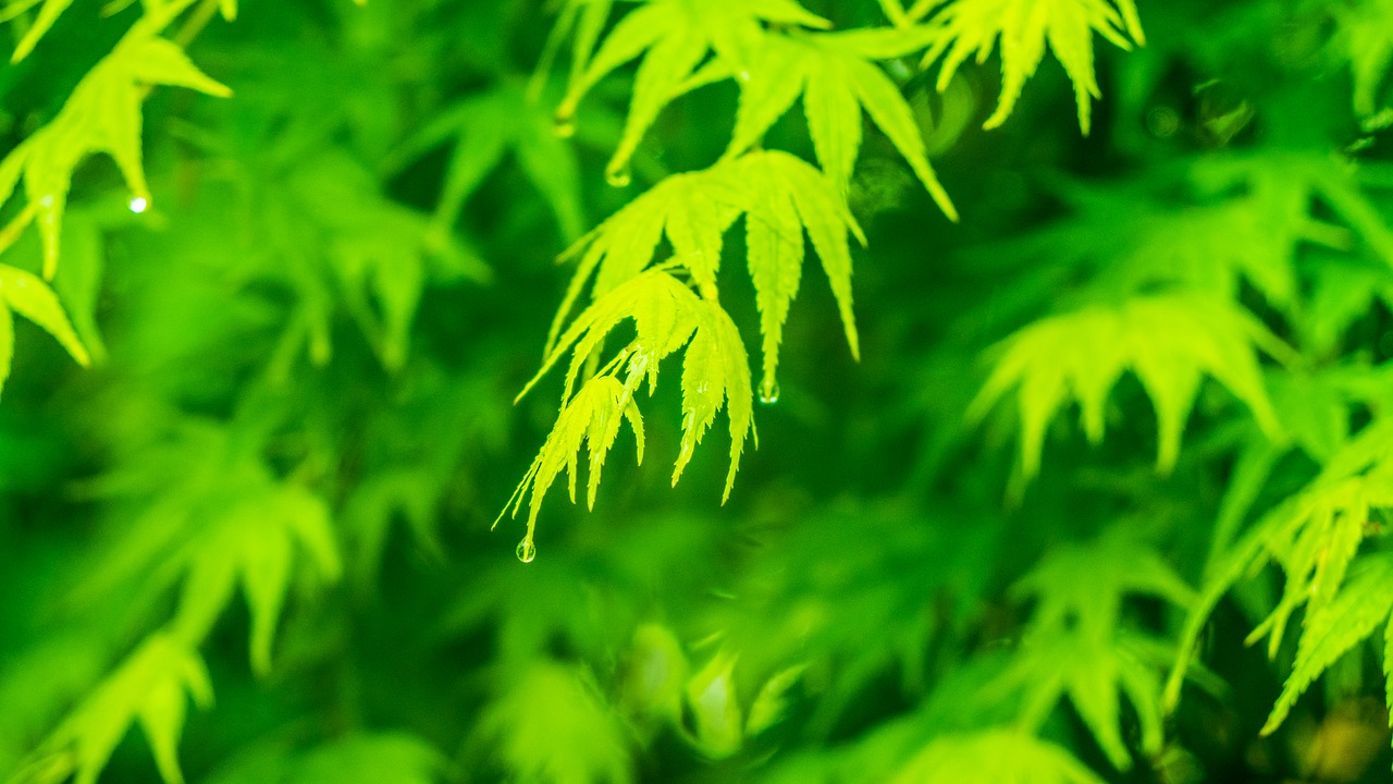 green  leaf  spring free photo