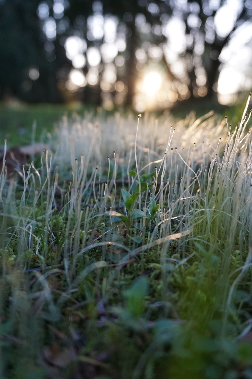 green  grass  nature free photo