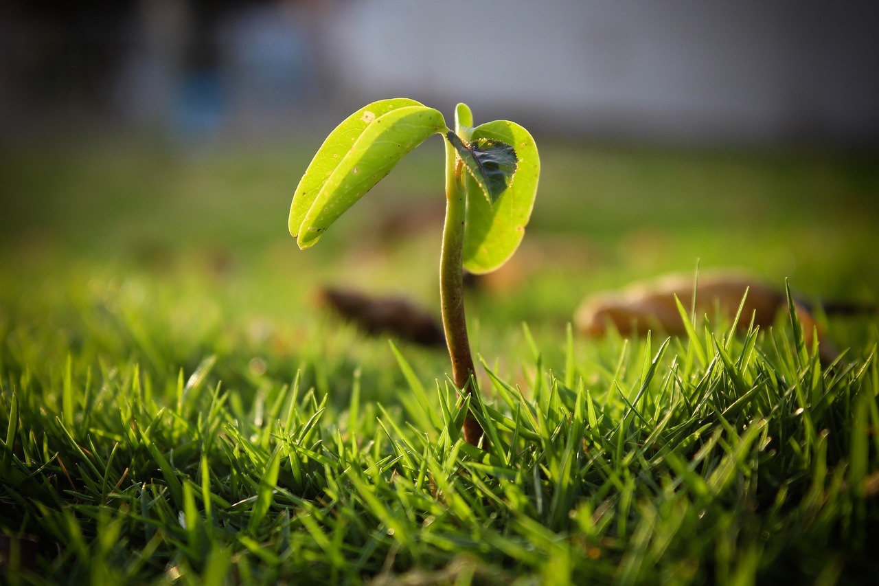 green  plant  spring free photo