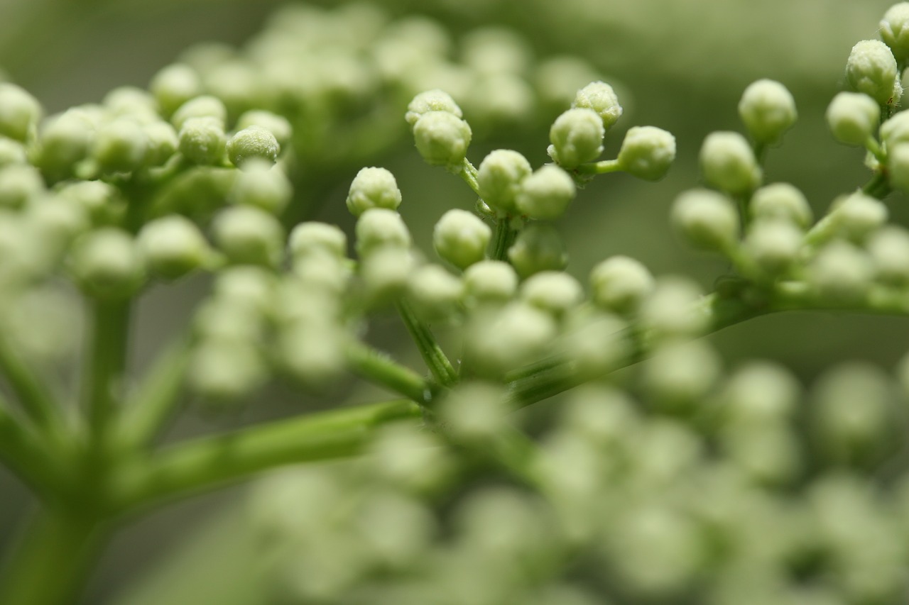 green  flower  natural free photo