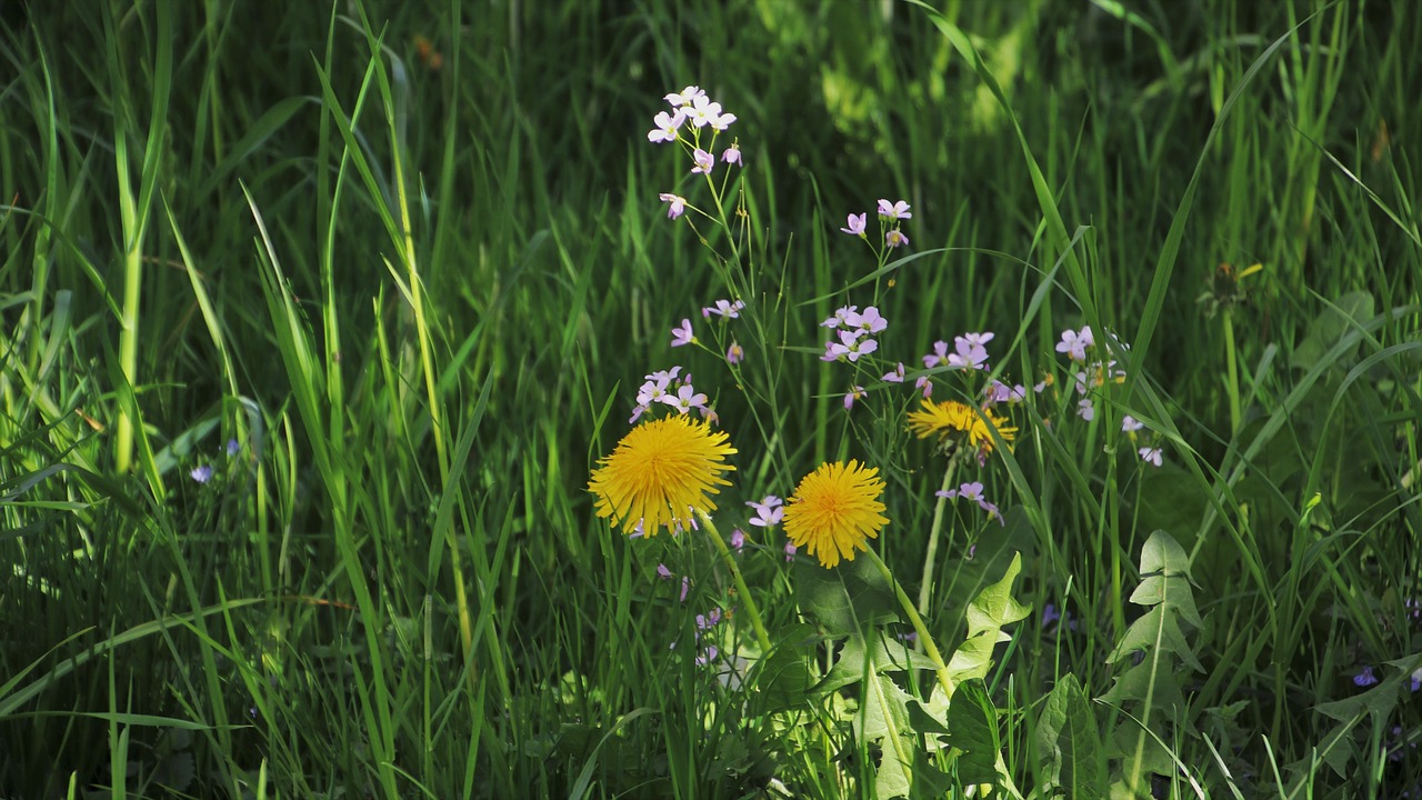 green  grass  meadow free photo