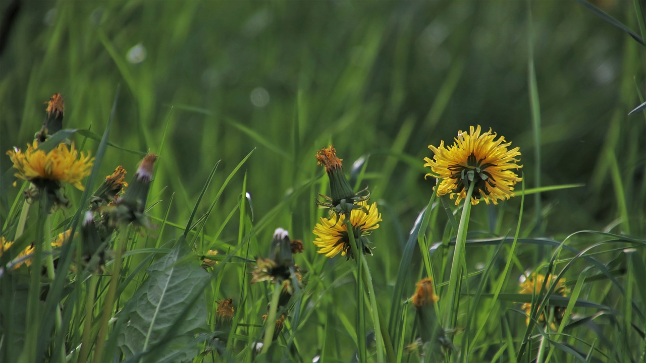 green  dandelion meadow  spring free photo