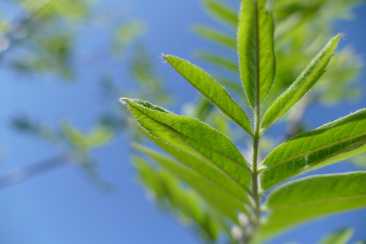 green  leaf  nature free photo