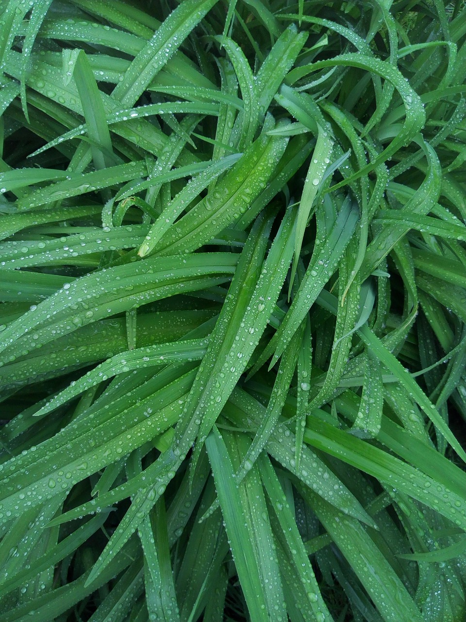 green  rain  foliage free photo