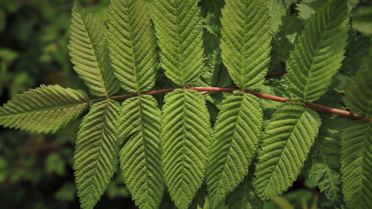 green  foliage  closeup free photo