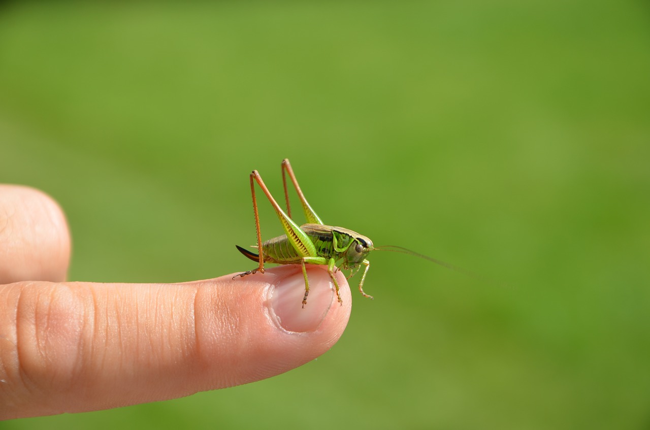 green  grasshopper  insect free photo