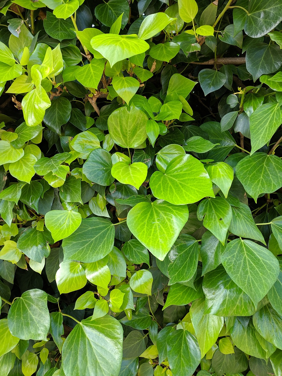 green  ivy  leaves free photo