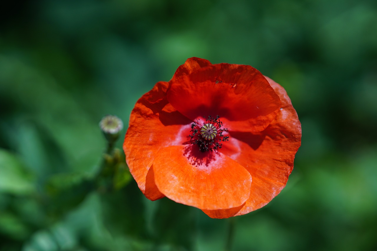 green  nature  poppies free photo