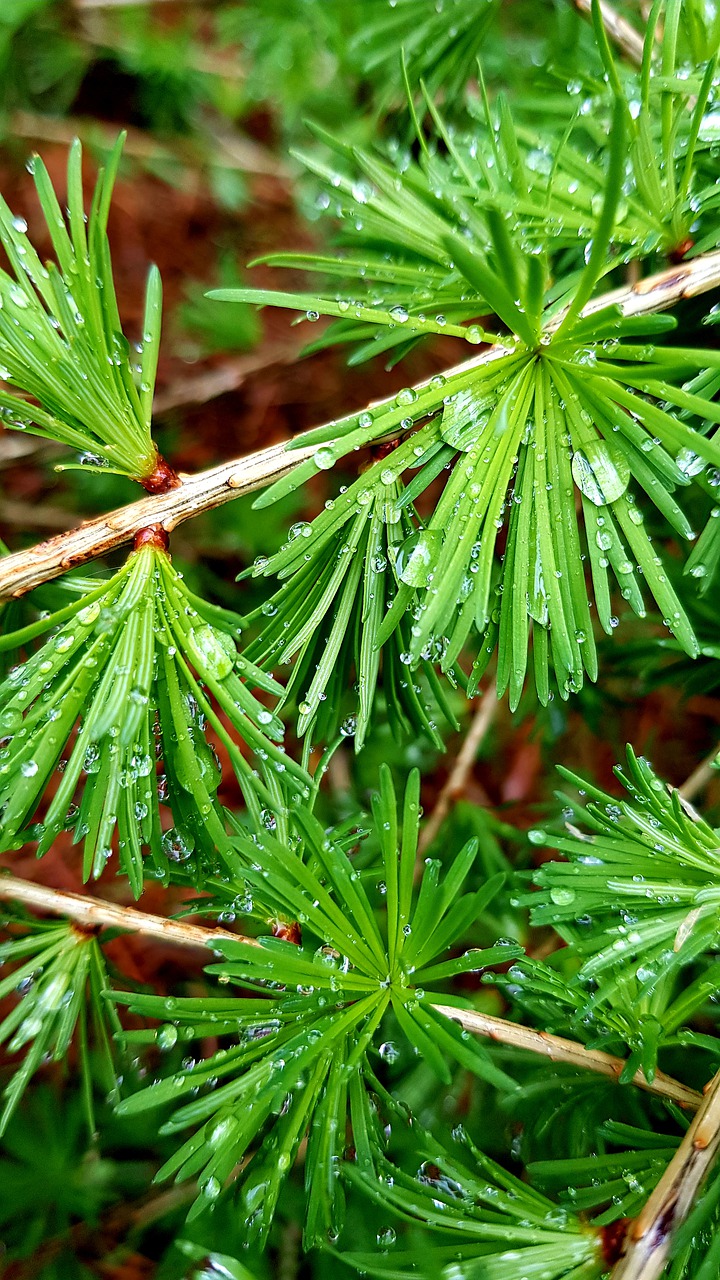 green  larch  needles free photo