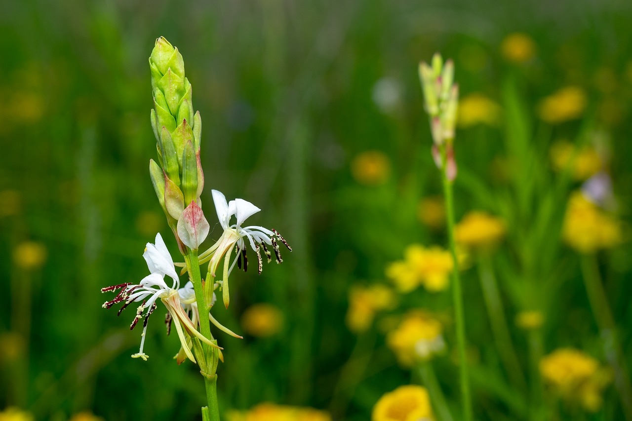 green  flower  nature free photo