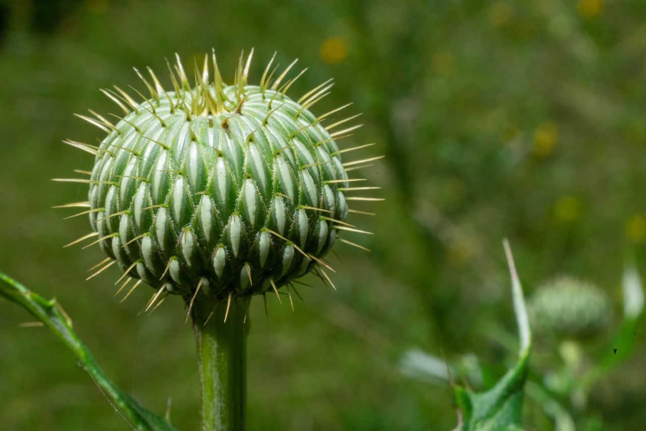 green  flower  nature free photo