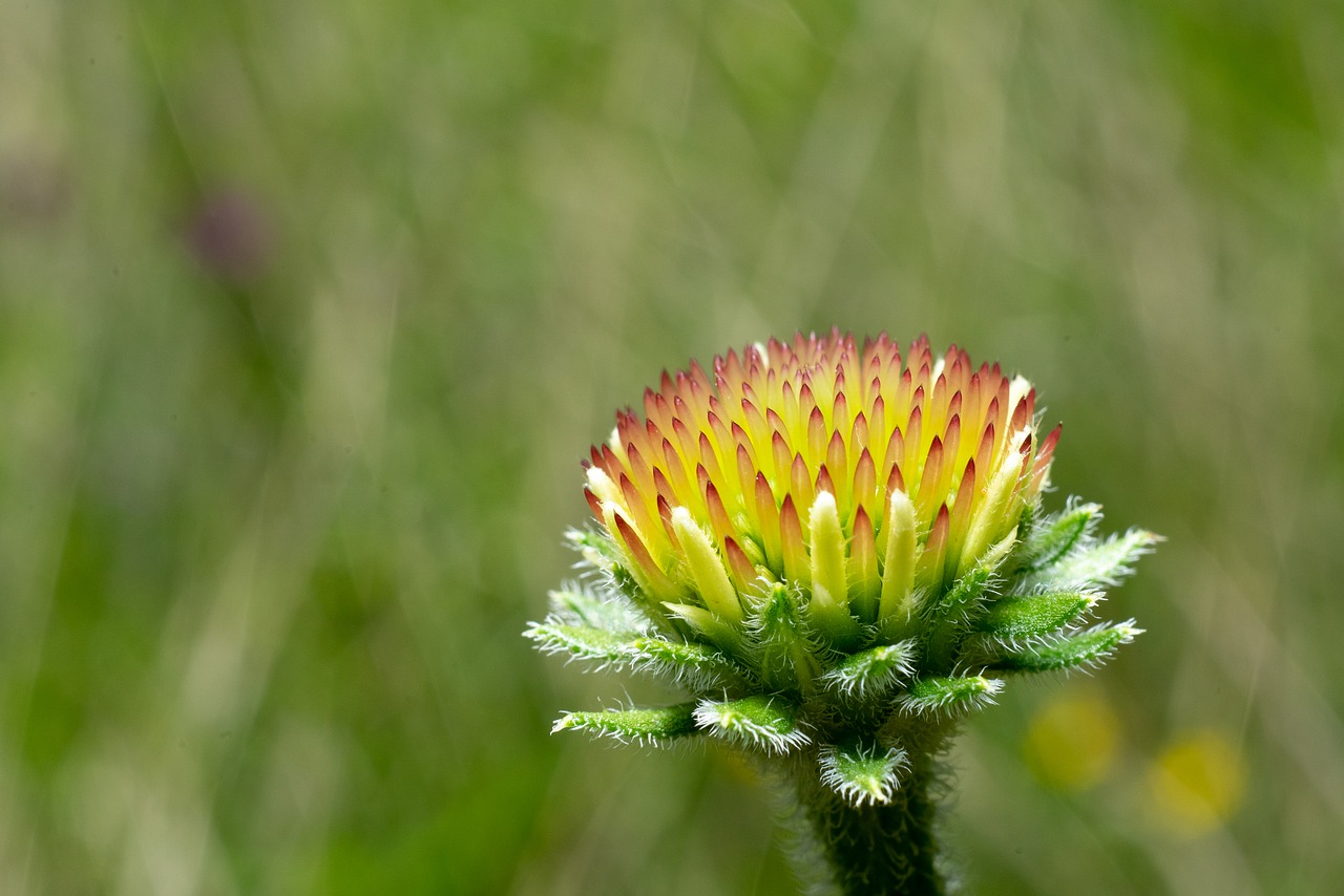 green  flower  nature free photo