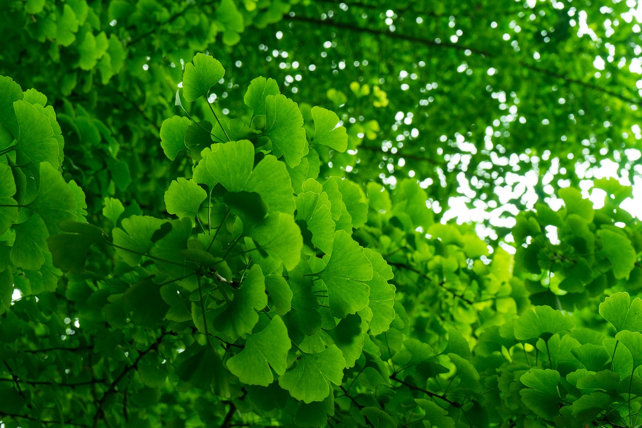 green  summer  ginkgo free photo