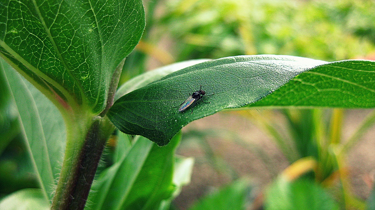 green plants insects free photo