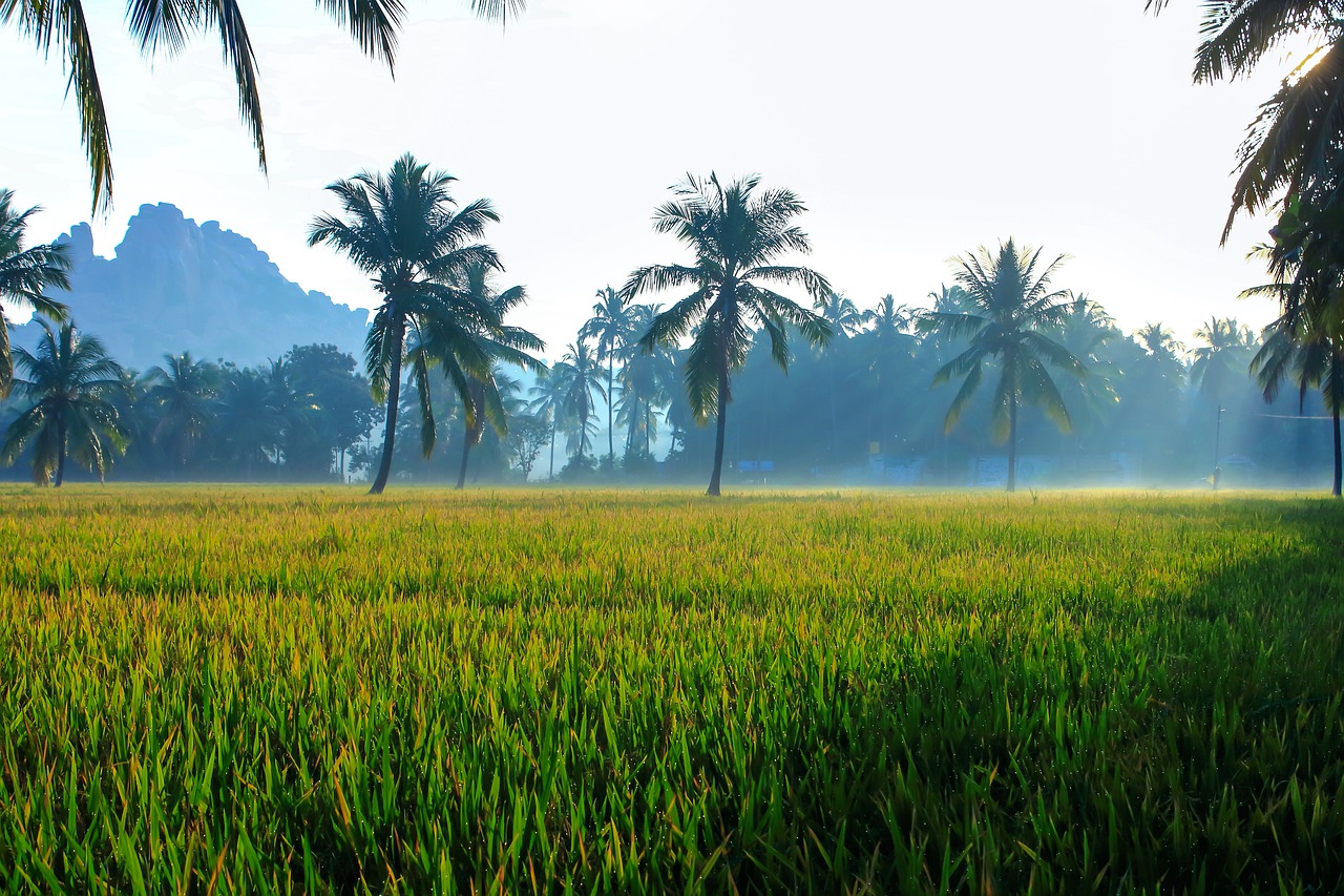 green  field  paddy field free photo