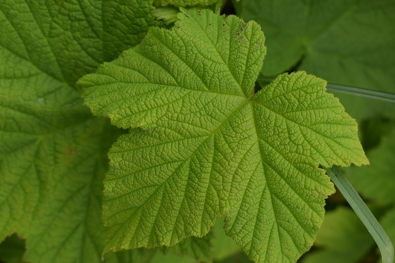 green  leaves  nature free photo