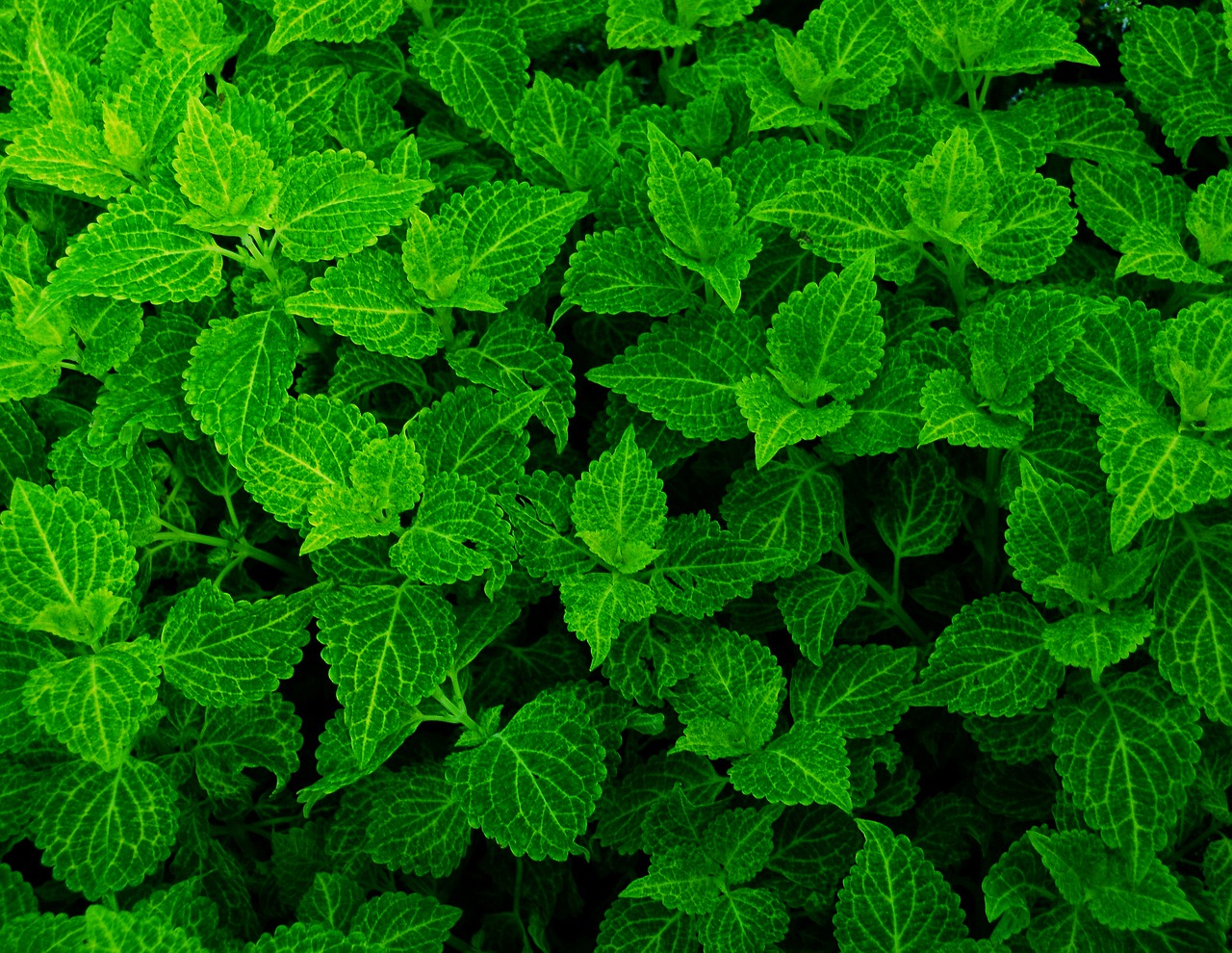 green  leaves  plants free photo