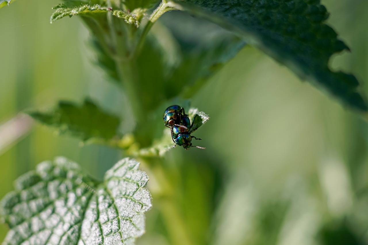 green  bug  garden free photo