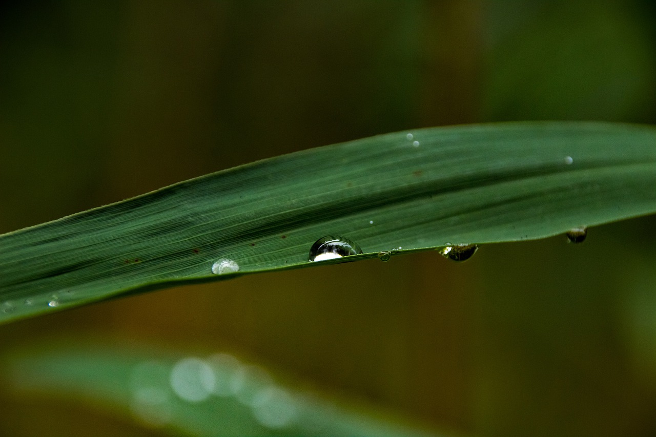 green  spring  nature free photo