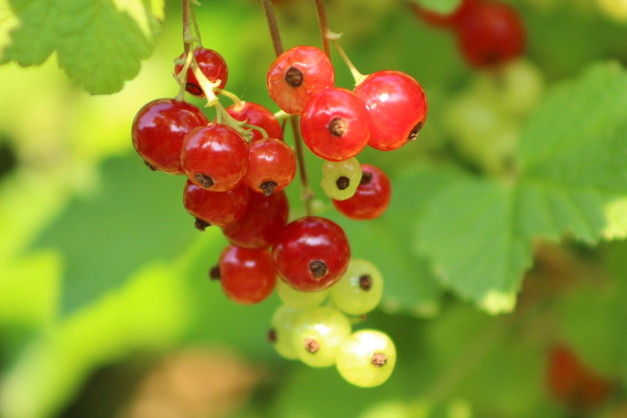 green  fruit  berry free photo