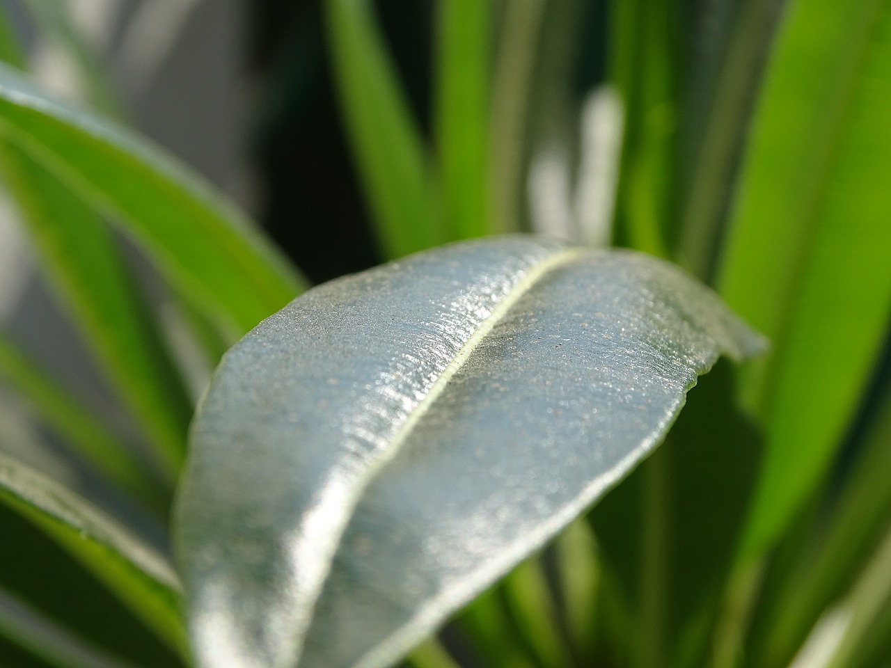 green  nature  leaf free photo