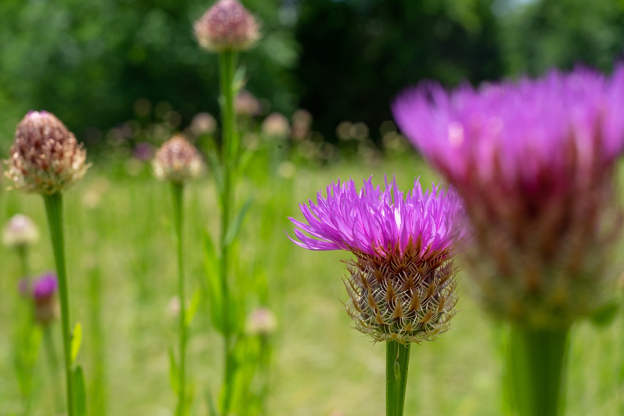 green  flower  nature free photo