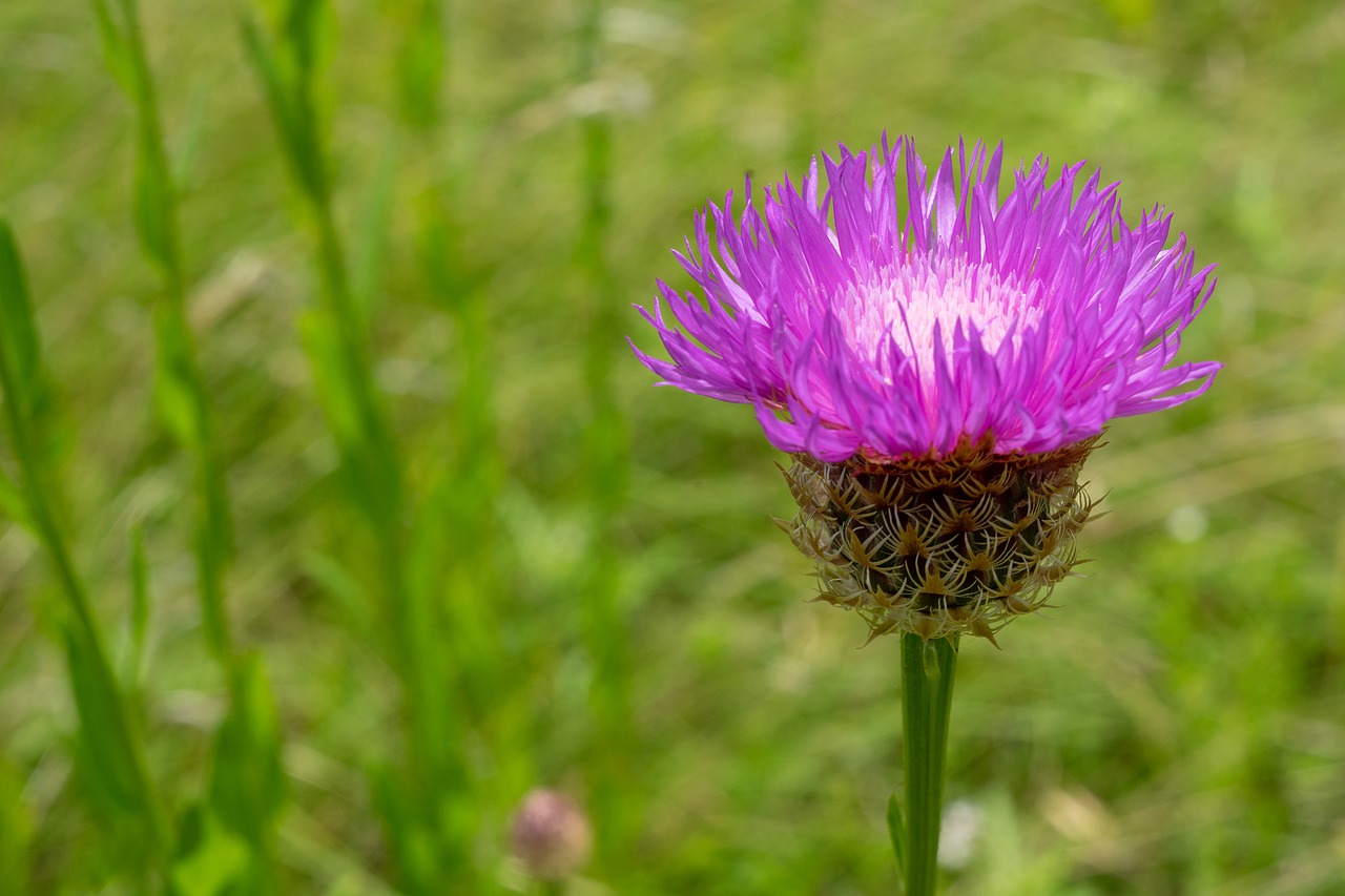 green  flower  nature free photo