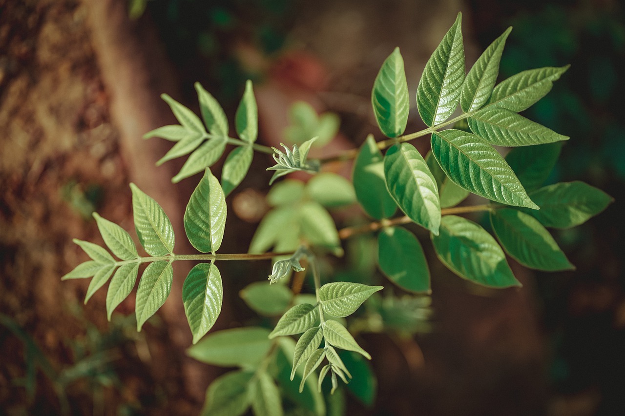 green  nature  leaf free photo