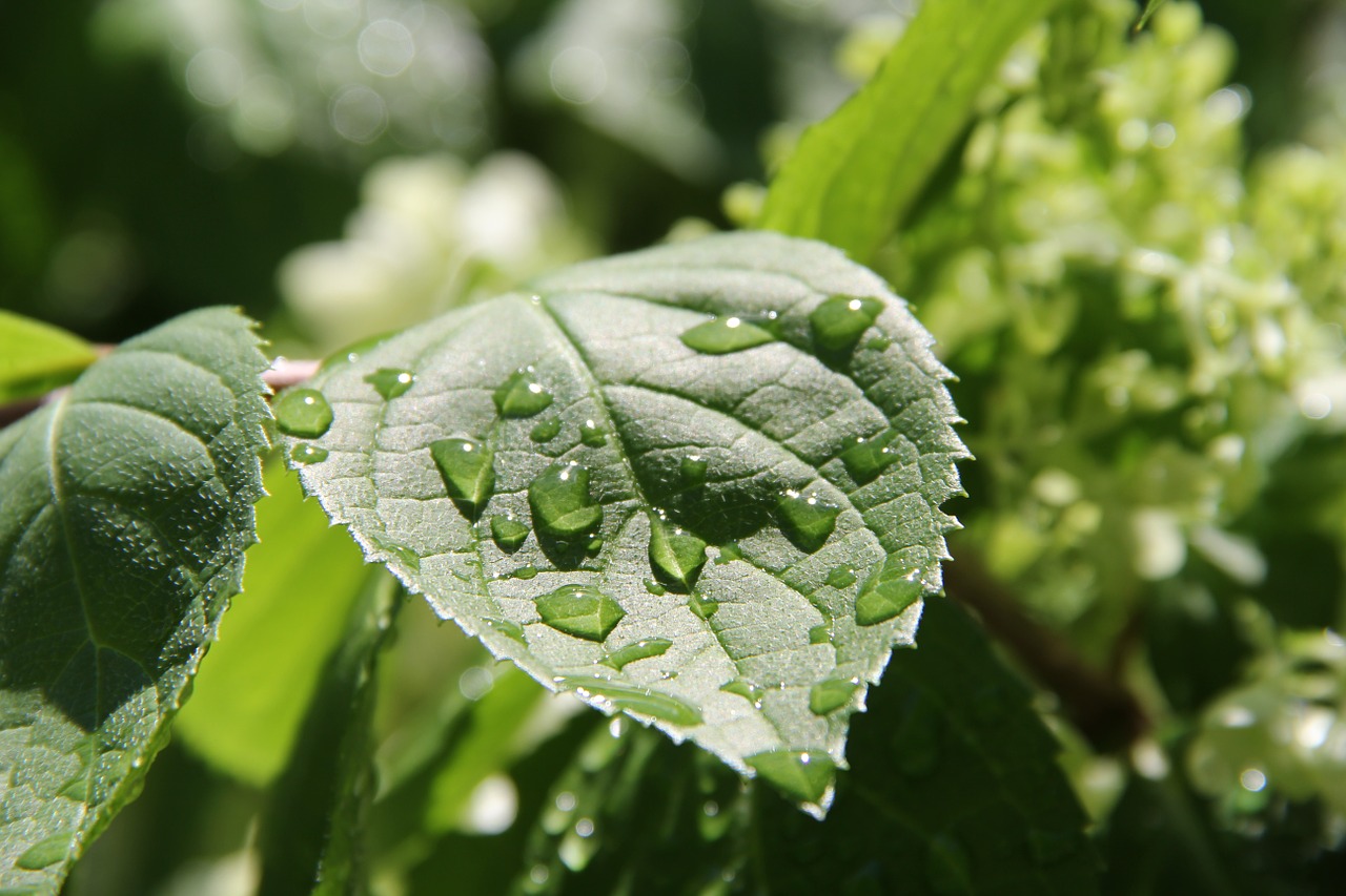 green leaf rain free photo