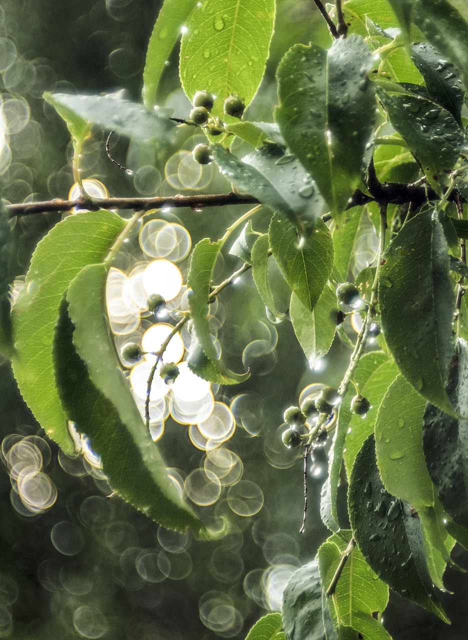 green  berries  sun free photo