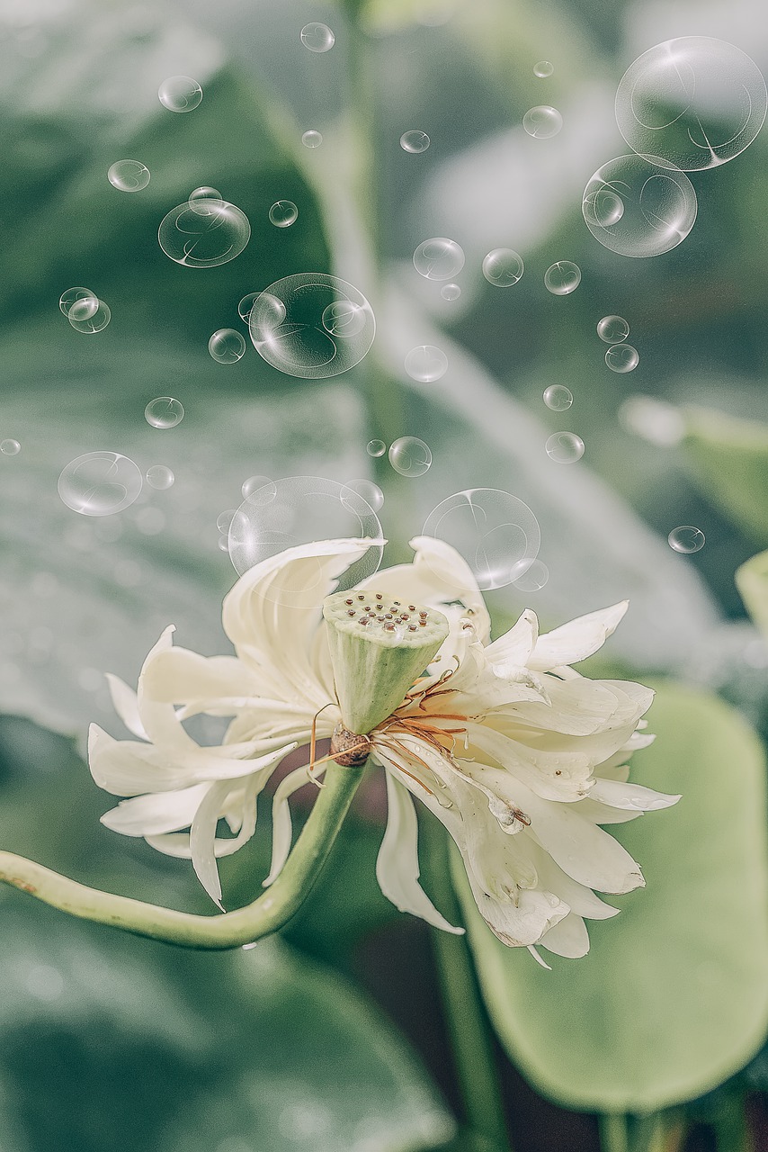 green  bubble  lotus free photo