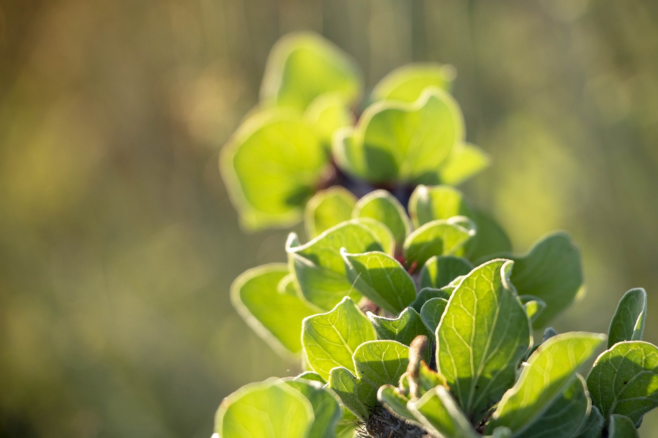 green  leaves  branch free photo