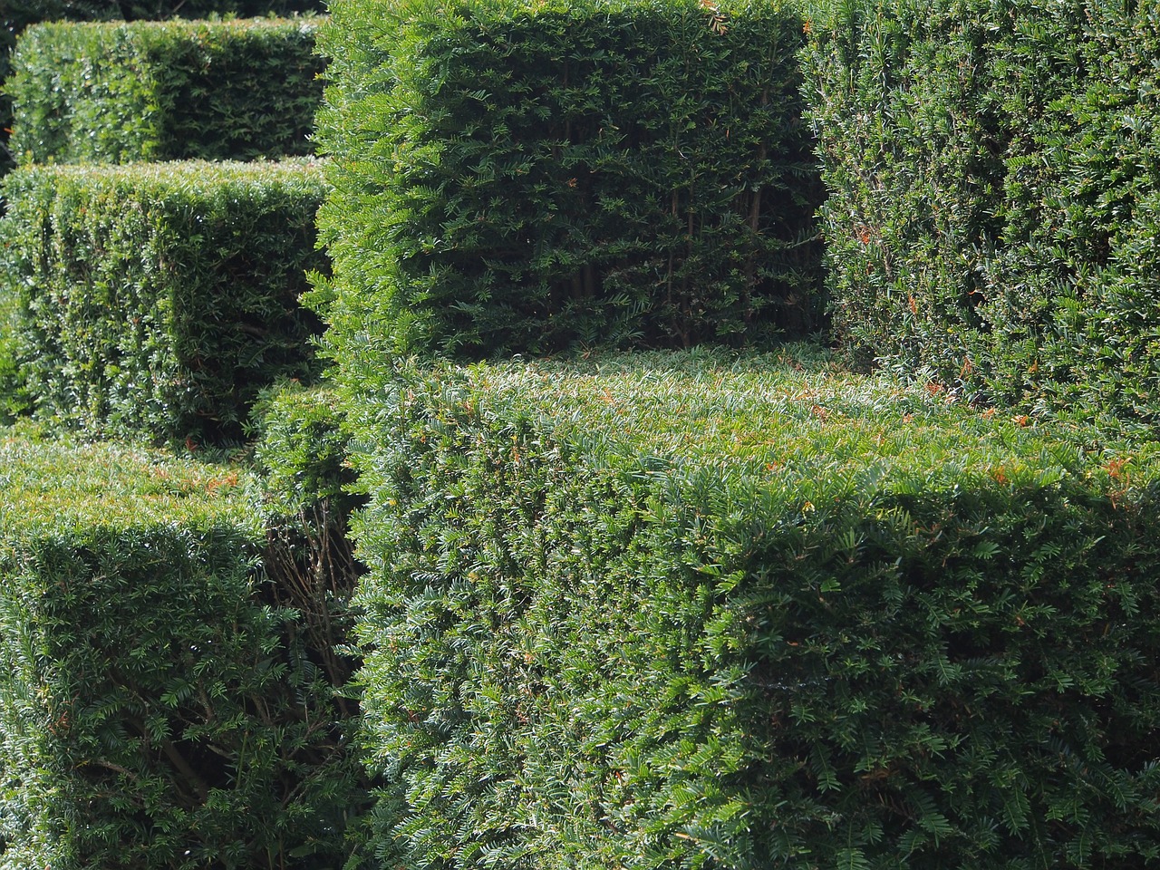 green hedge topiary free photo
