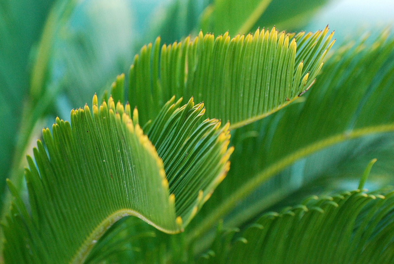 green plant palm tree free photo