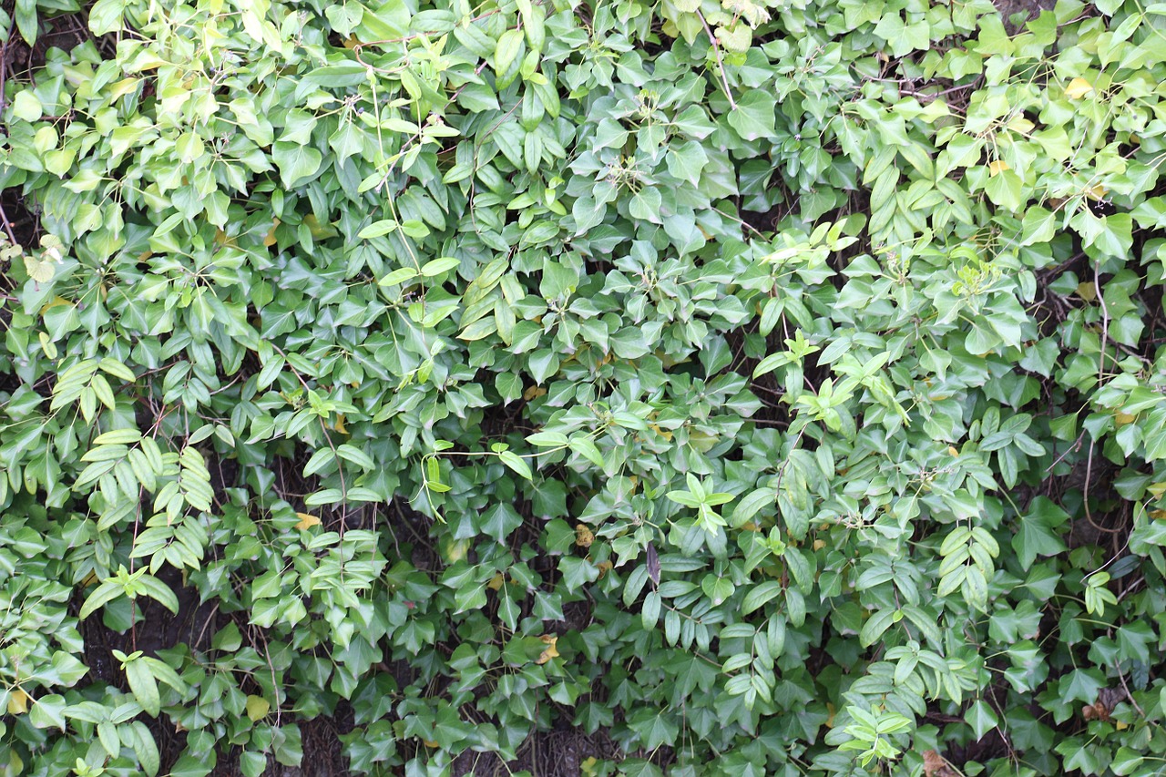 green bush pattern free photo