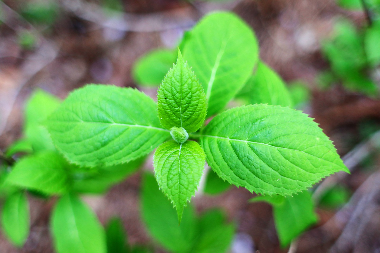 green  nature  garden free photo