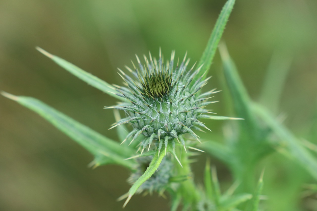 green  thistle  summer free photo