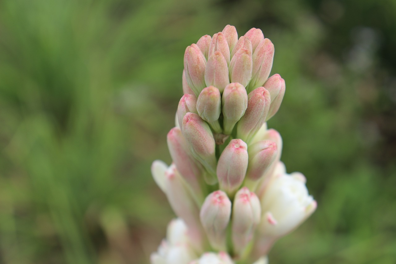 green  flowers  plant free photo