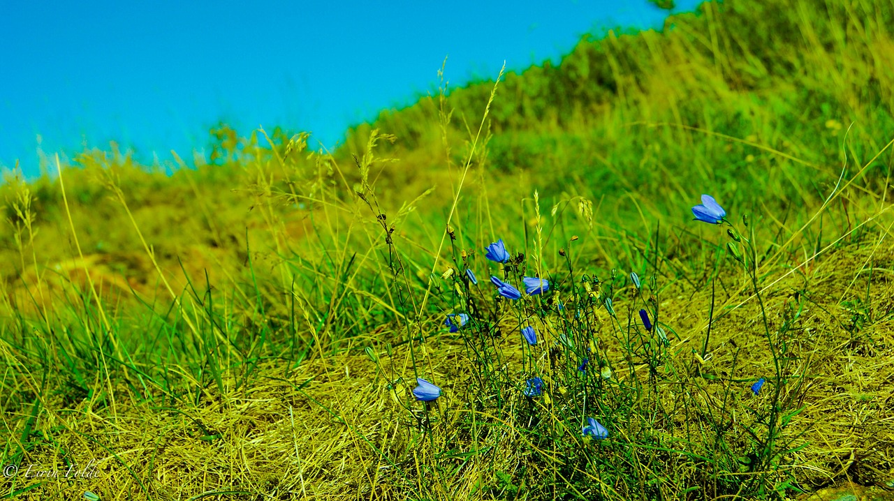 green nature flowers free photo