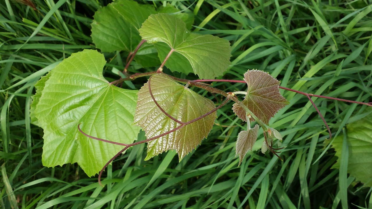 green plant nature free photo