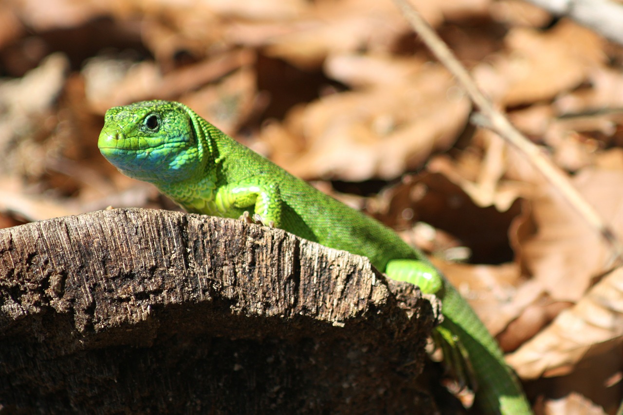 green lizard trunk free photo