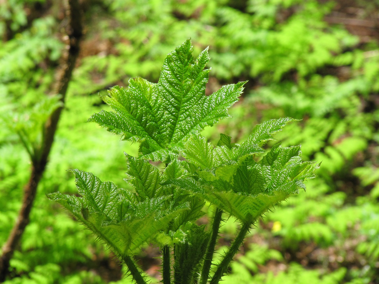 green ferns nature free photo