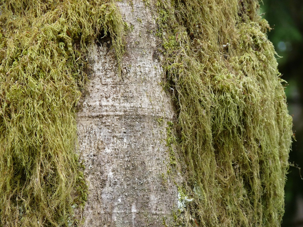 green moss tree free photo