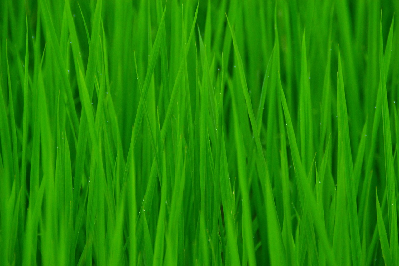 green in rice field clean free photo