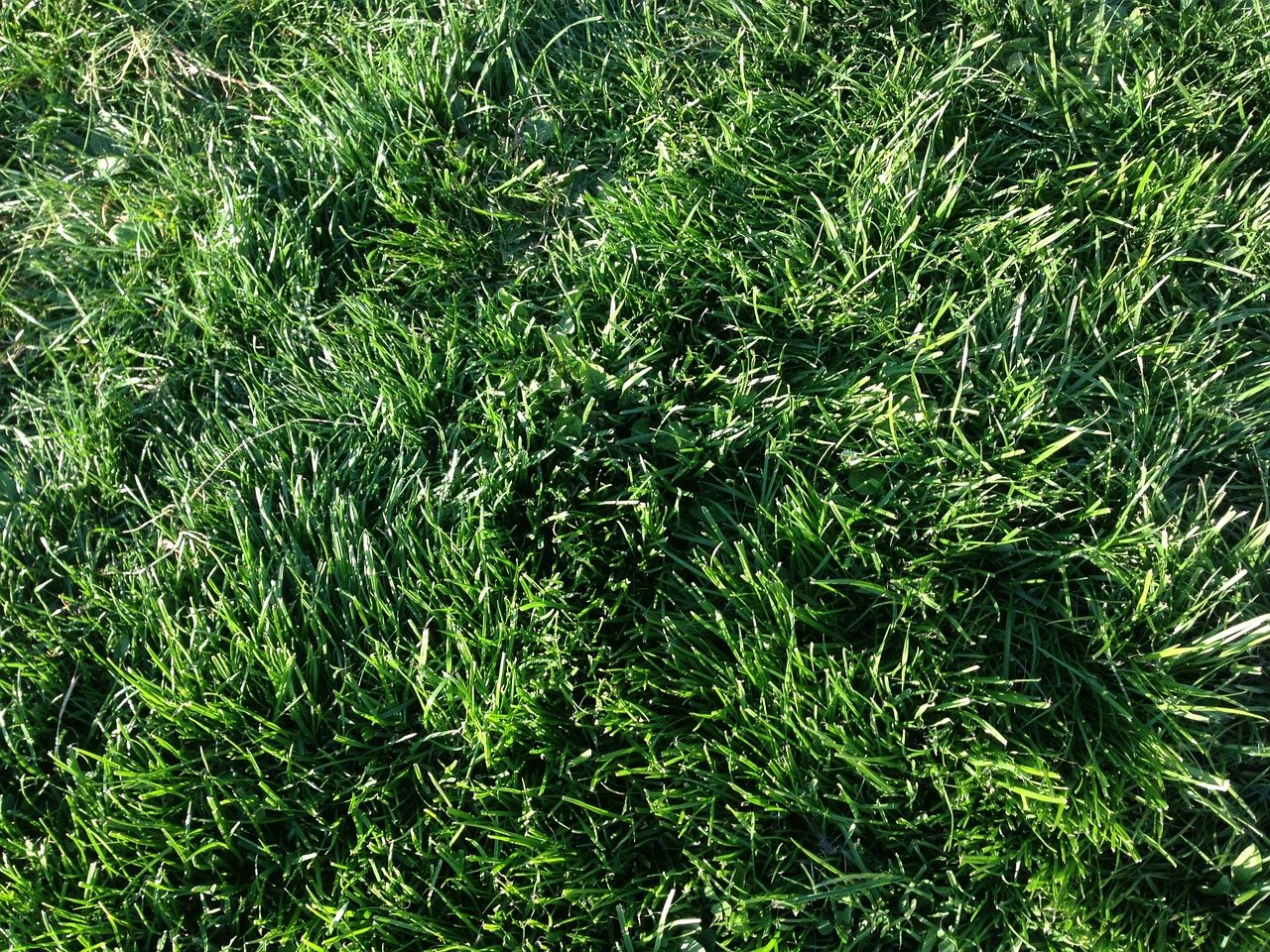 green grass field free photo