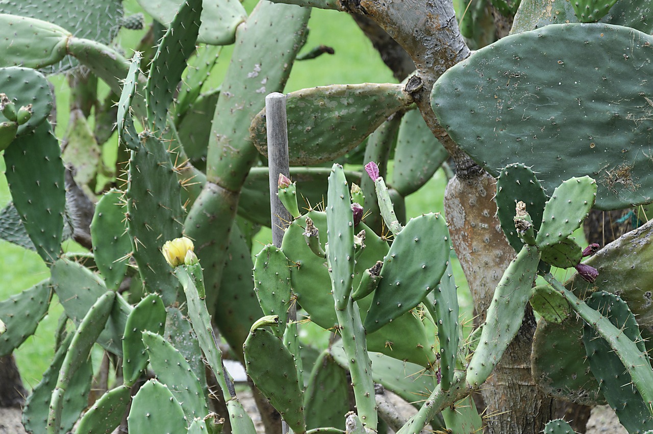 green plant cactus free photo