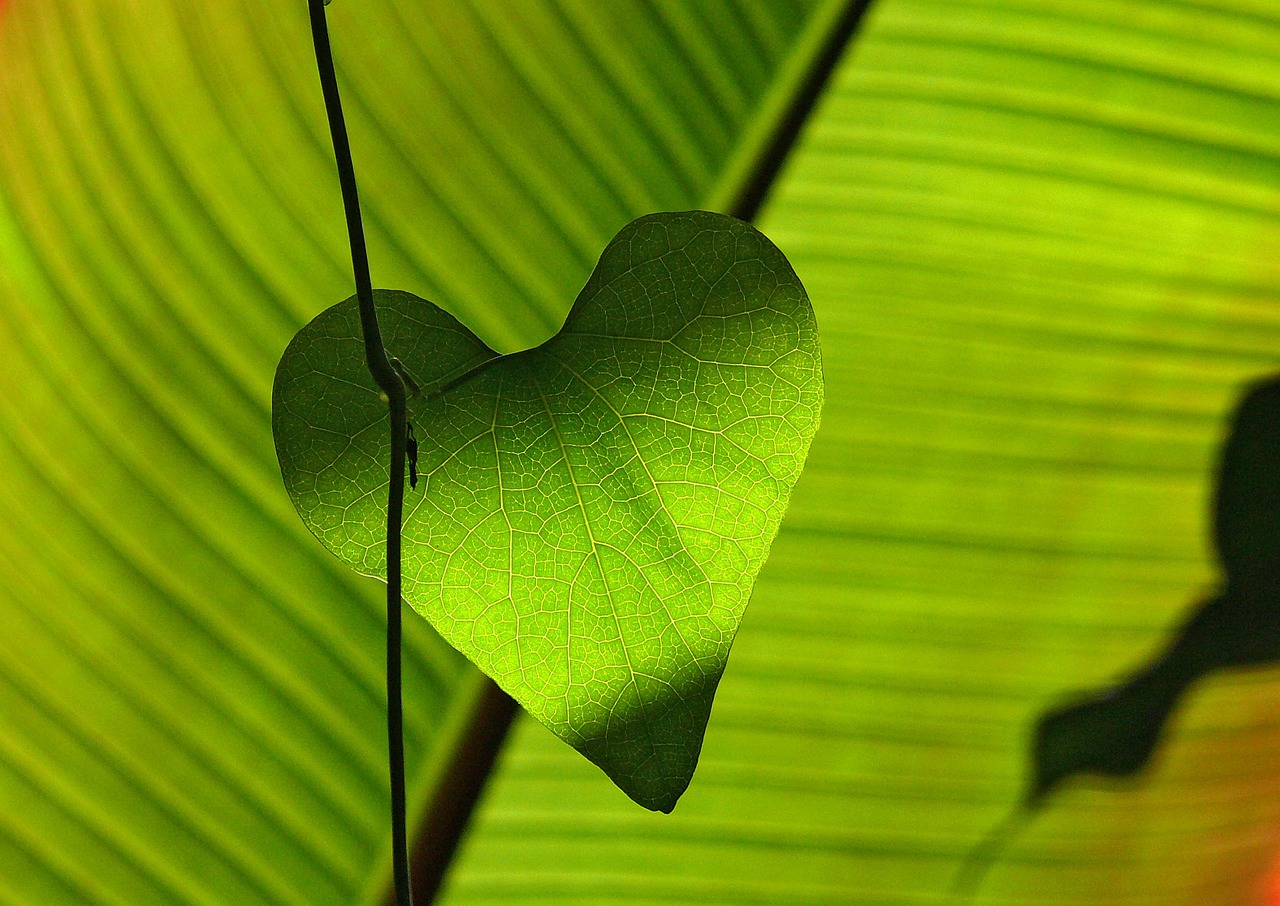 green leaf heart free photo