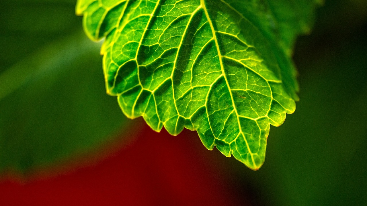 green leaf plant free photo