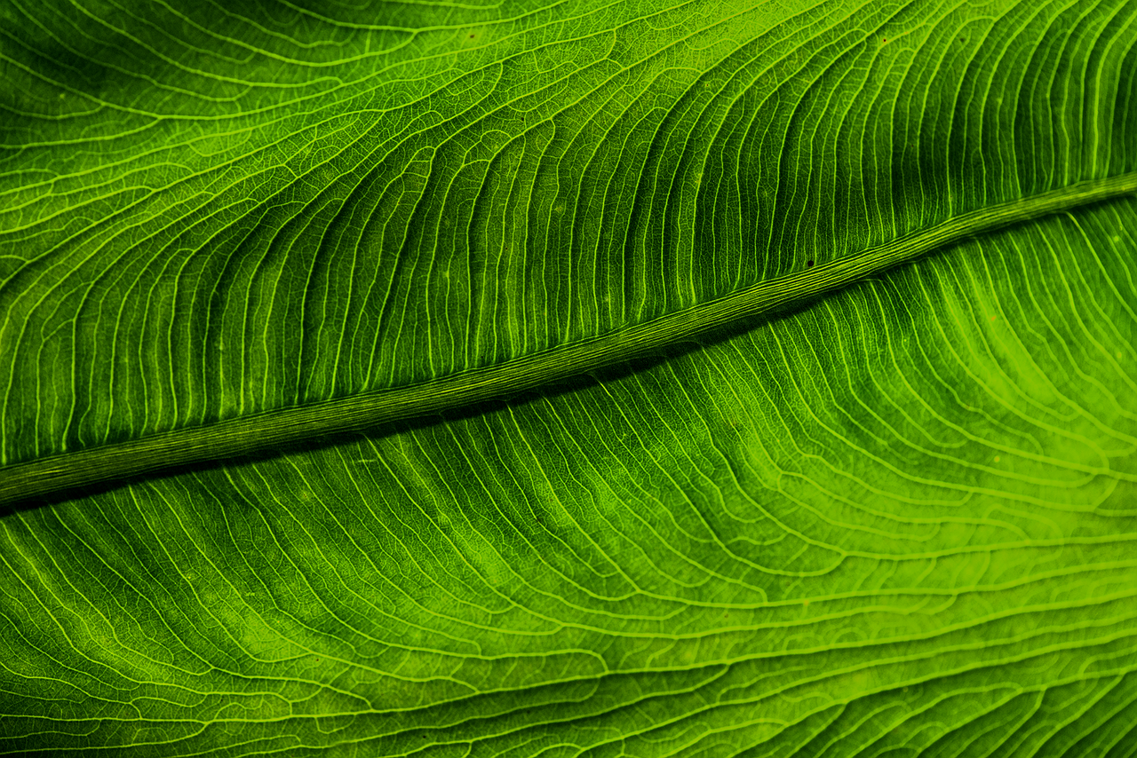 green leaf plant free photo